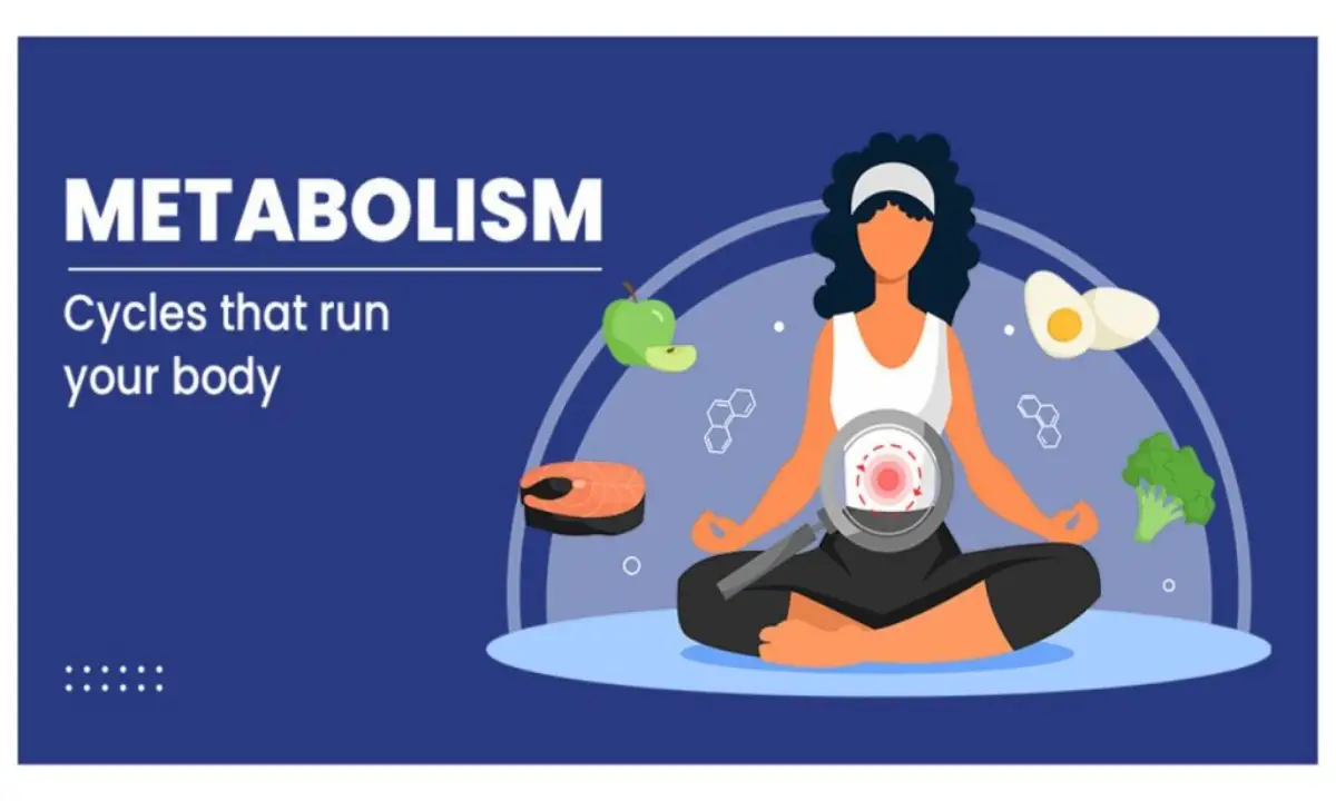 رژیم افزایش متابولیسم چیست