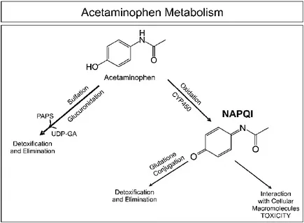 مسیر متابولیسم استامینوفن در بدن