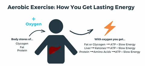متابولیسم هوازی