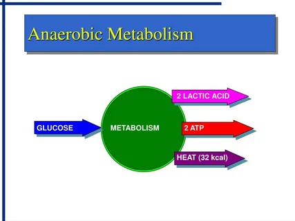 متابولیسم بی هوازی