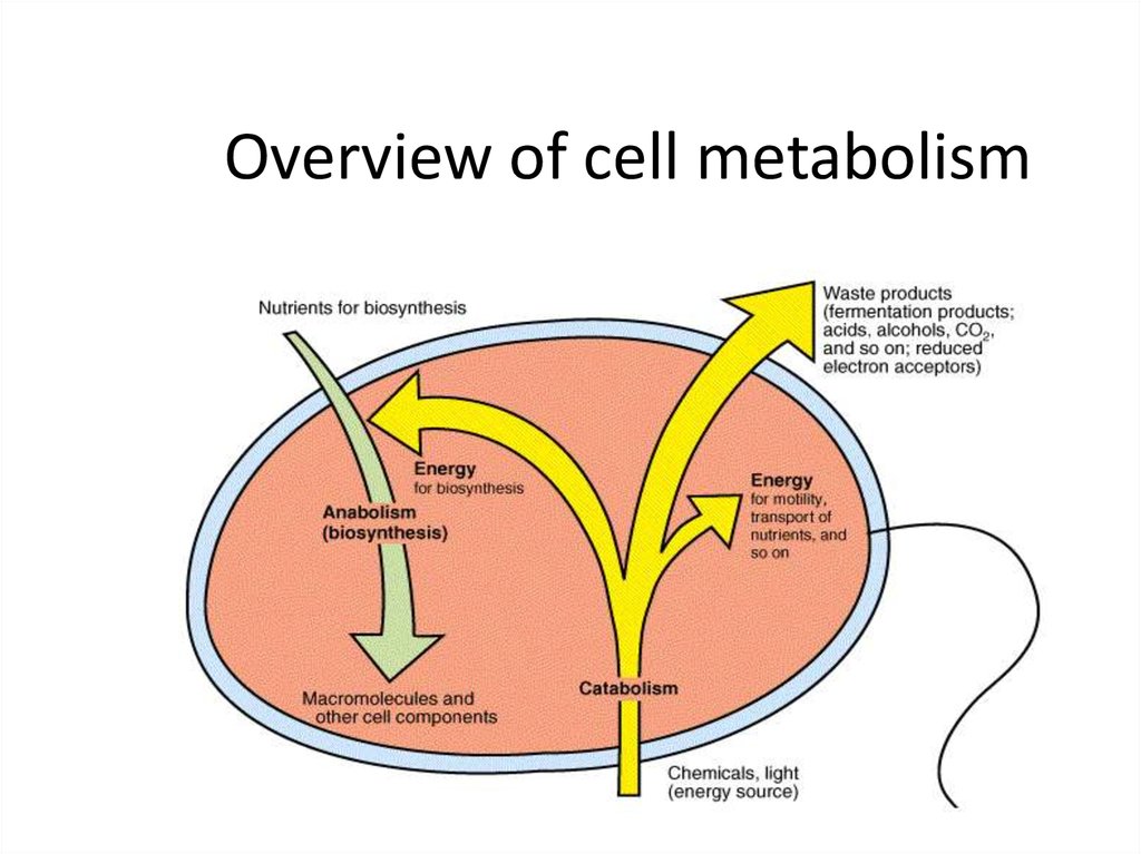 متابولیسم سلولی
