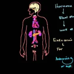 اختلالات غدد درون ریز