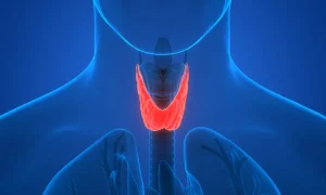 غده تیروئید